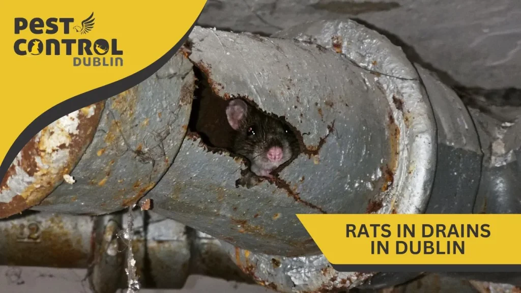 Pest control treatment being carried out at a Dublin property